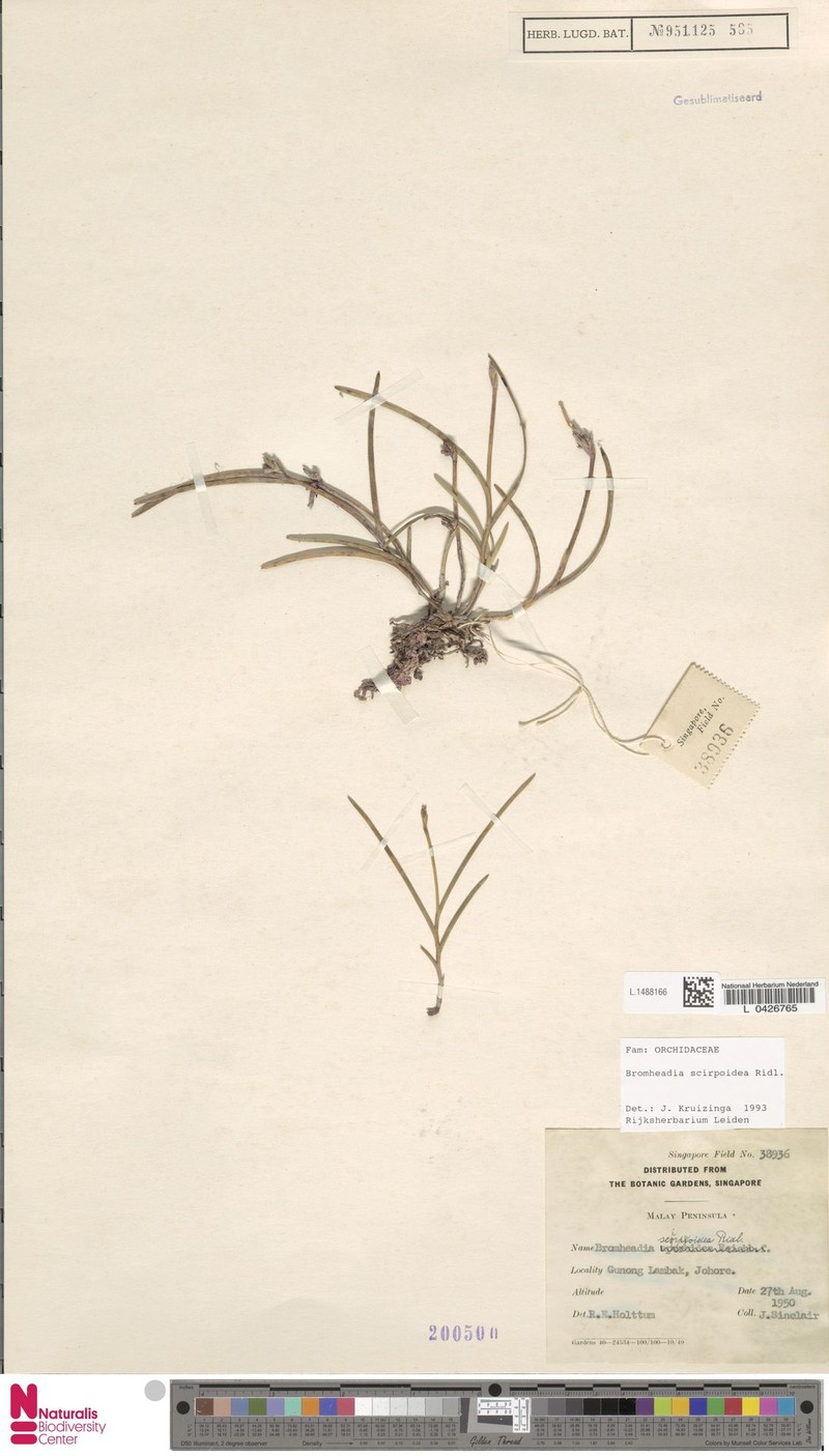Bromheadia scirpoidea photo 3