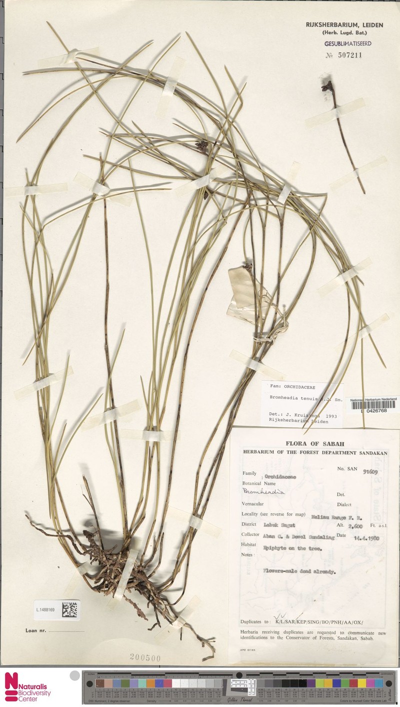 Bromheadia tenuis