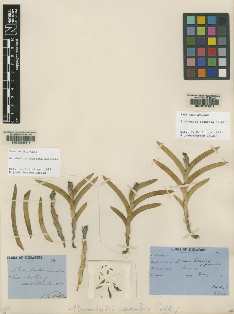 Bromheadia truncata