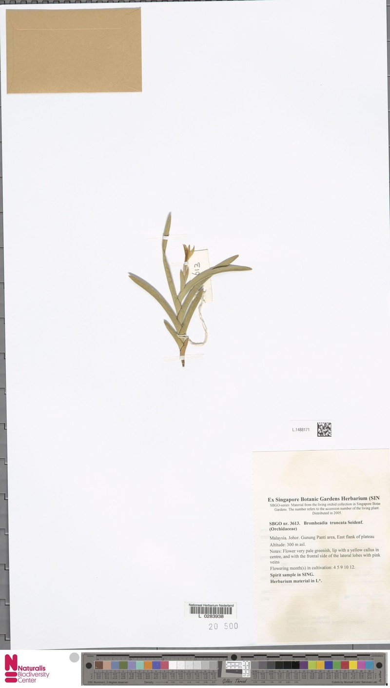 Bromheadia truncata photo 2