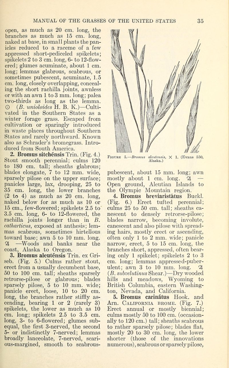 Aleutian Brome