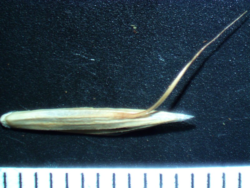 Weedy Brome photo 2