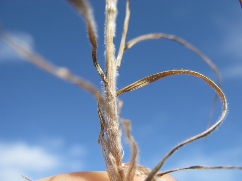 Weedy Brome photo 3