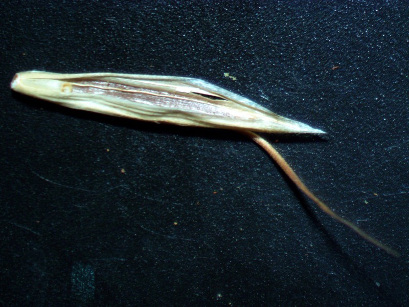 Weedy Brome photo 4