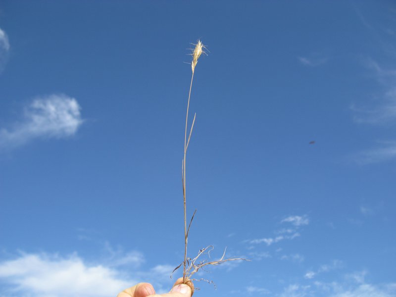 Weedy Brome photo 6
