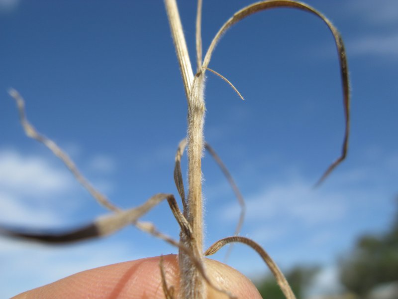 Weedy Brome photo 7