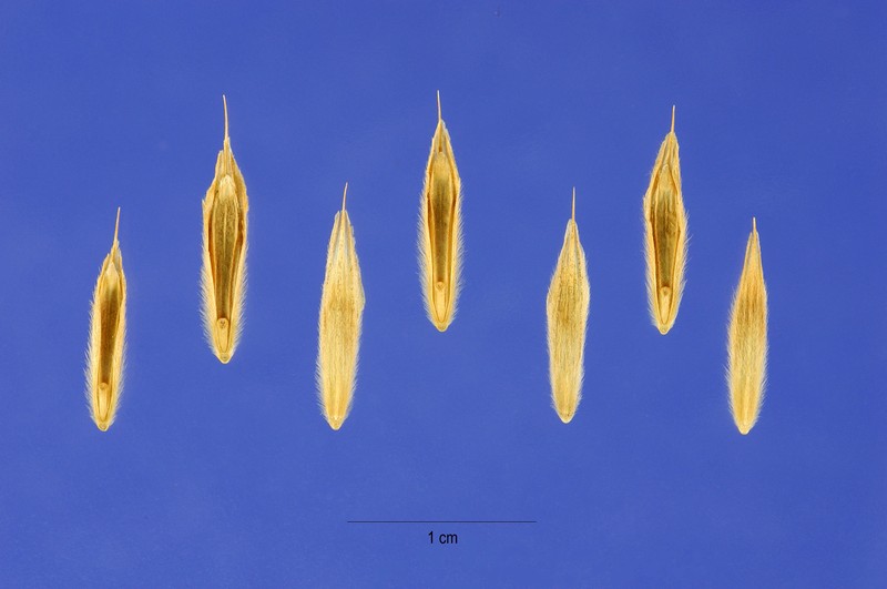 Nodding Brome