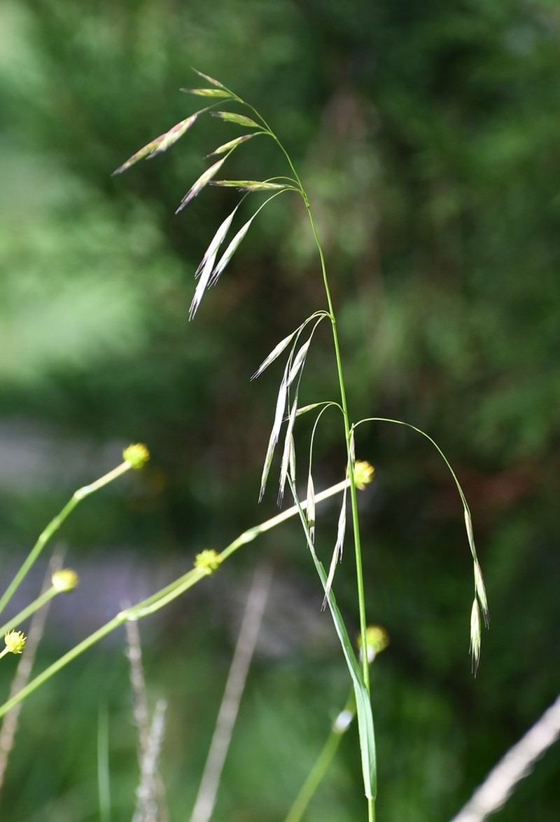 Nodding Brome photo 2