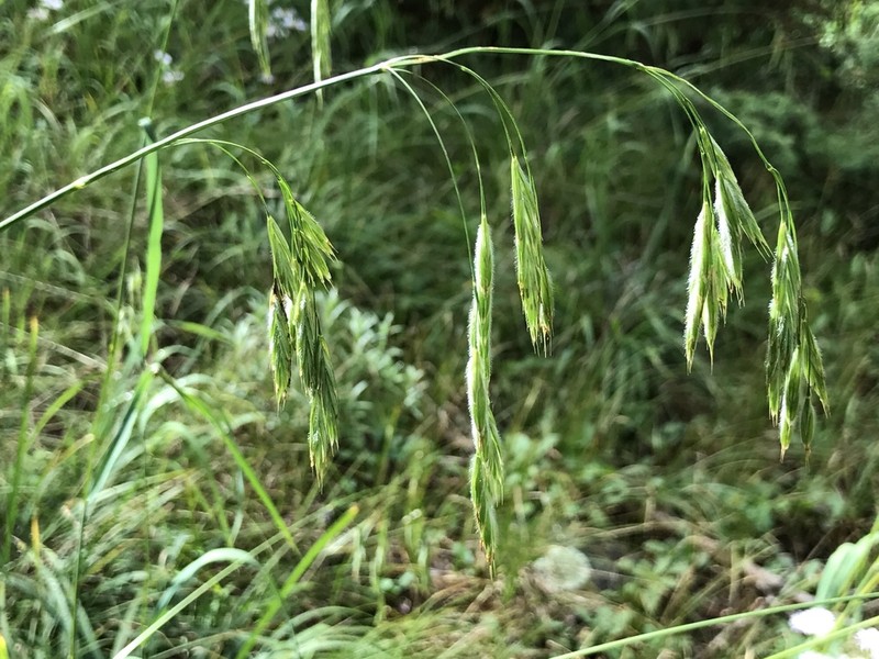 Nodding Brome photo 3
