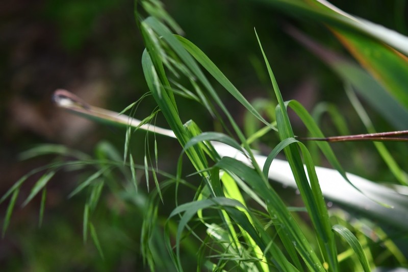Nodding Brome photo 4