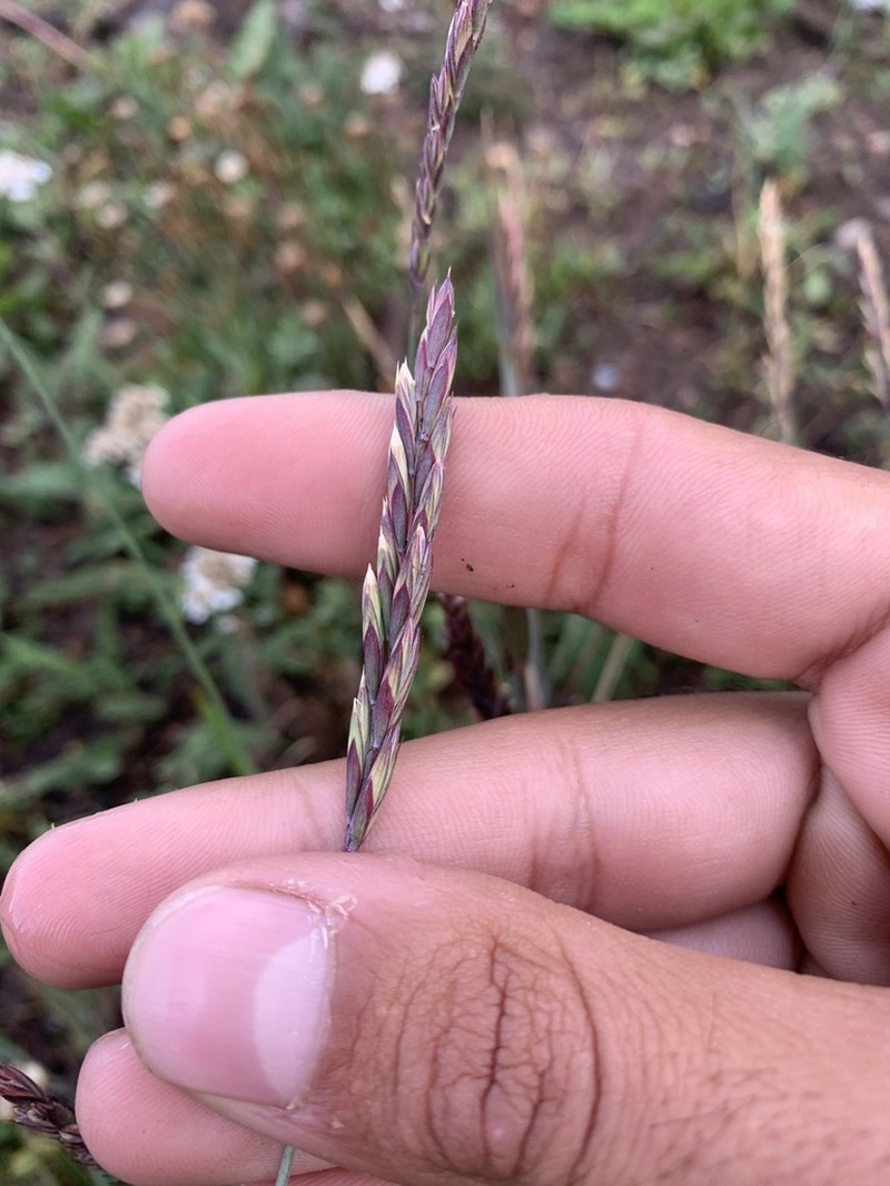 Nodding Brome photo 5