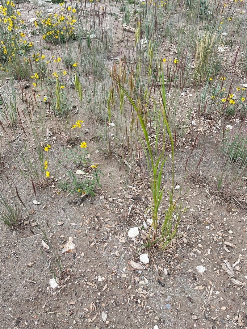 Nodding Brome photo 6