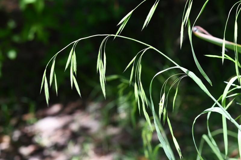 Nodding Brome photo 7