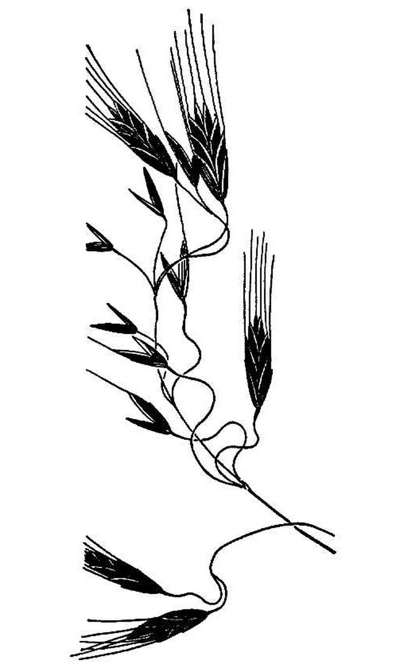 Australian Brome photo 2