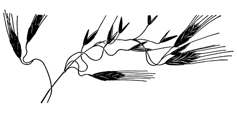 Australian Brome photo 3