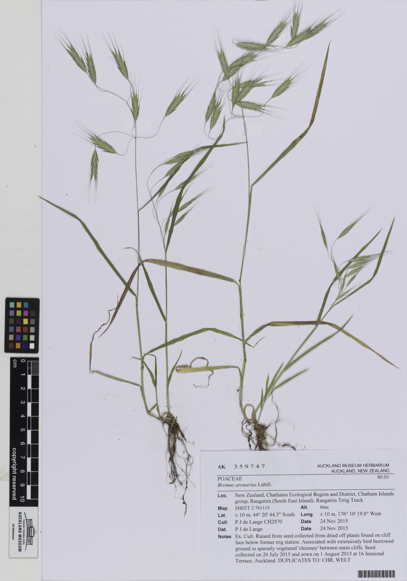 Australian Brome photo 4