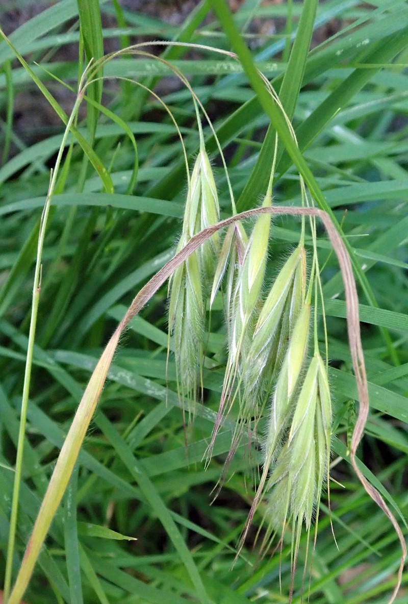 Australian Brome