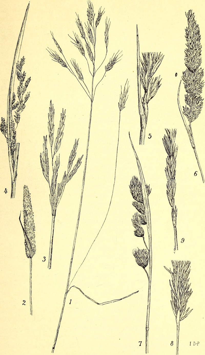 Australian Brome photo 5