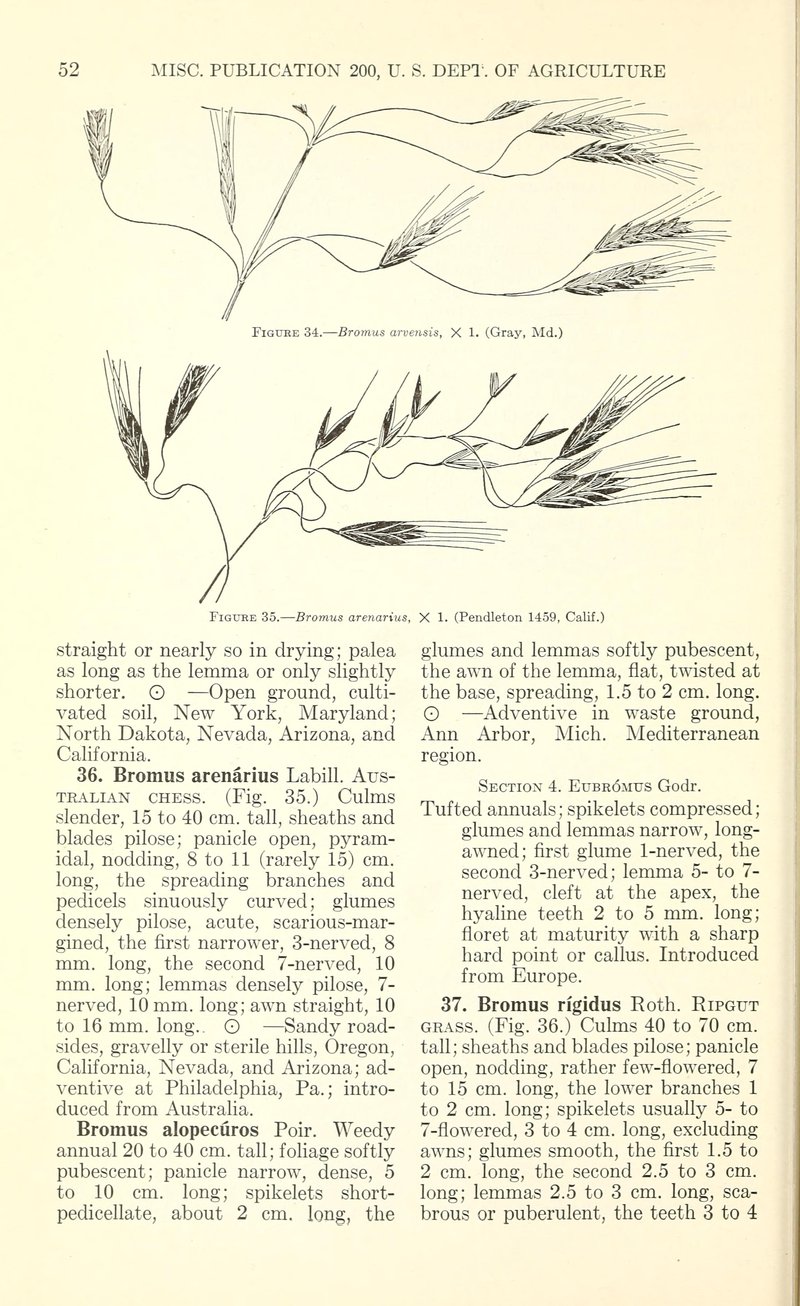 Australian Brome photo 6