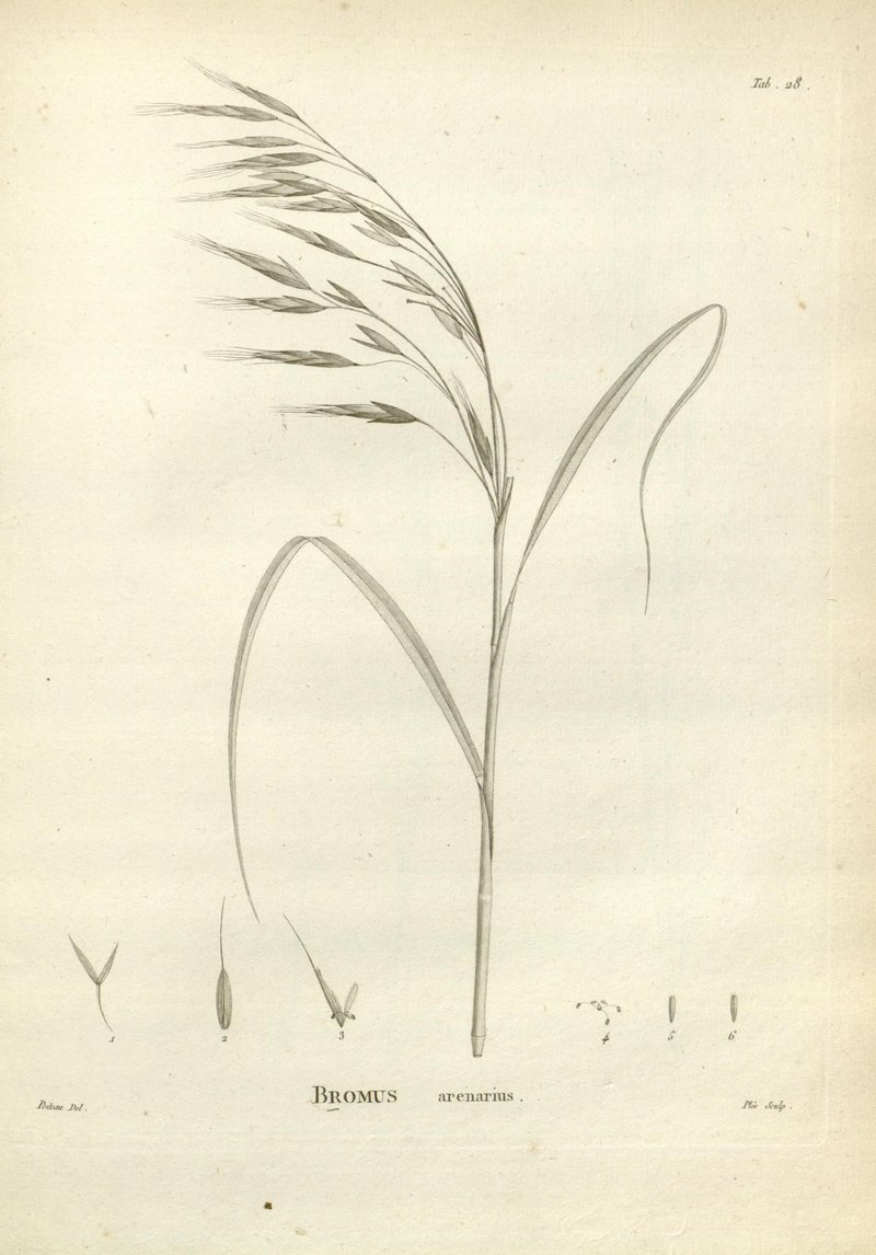 Australian Brome photo 7