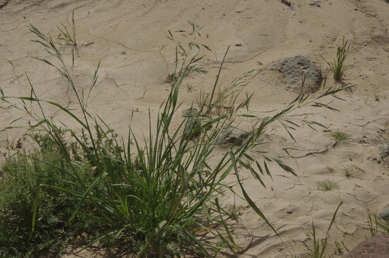 Arizona Brome photo 2