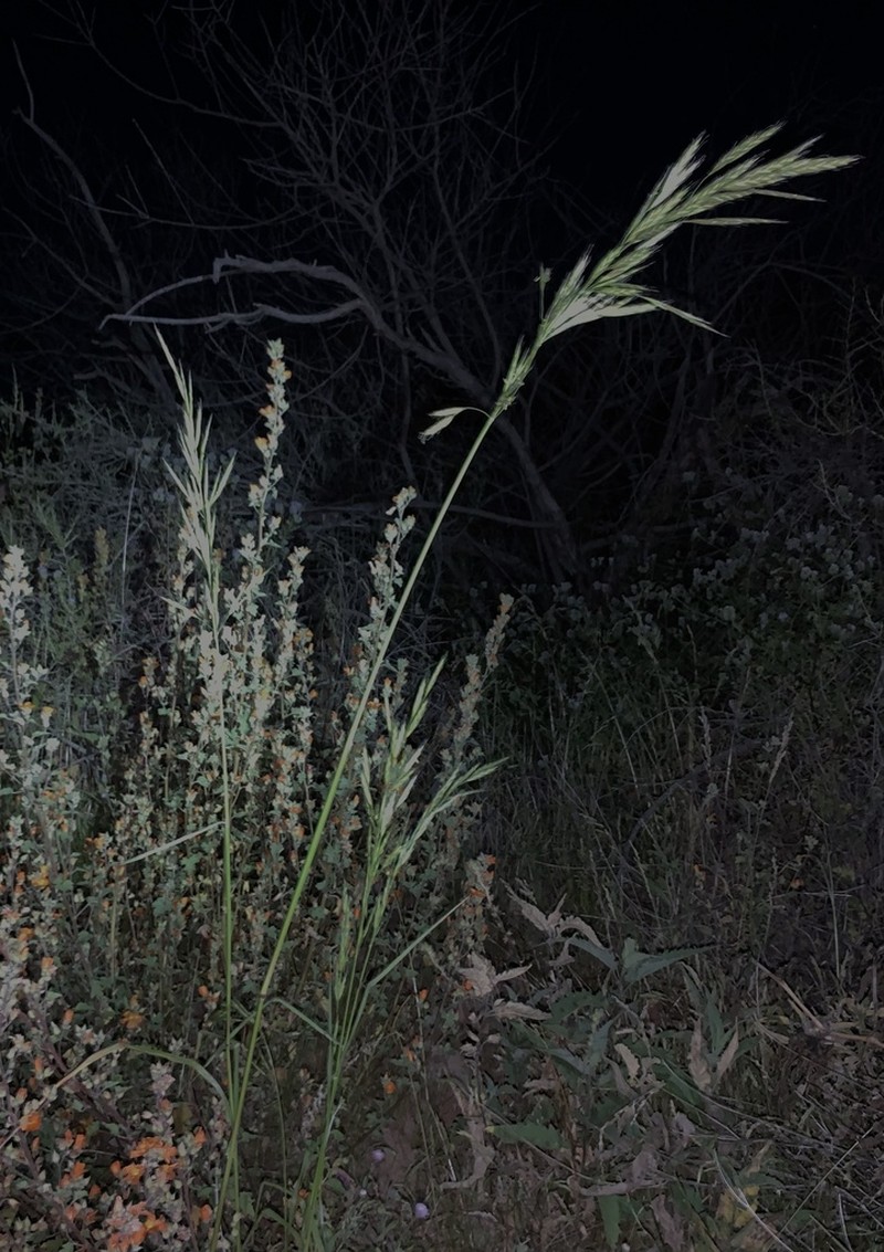 Arizona Brome photo 3