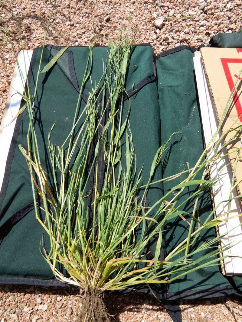 Arizona Brome photo 4