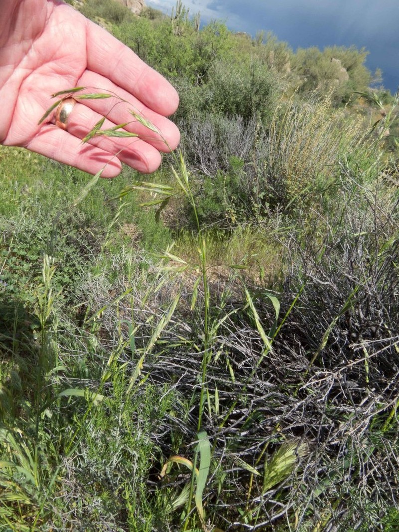 Arizona Brome photo 5