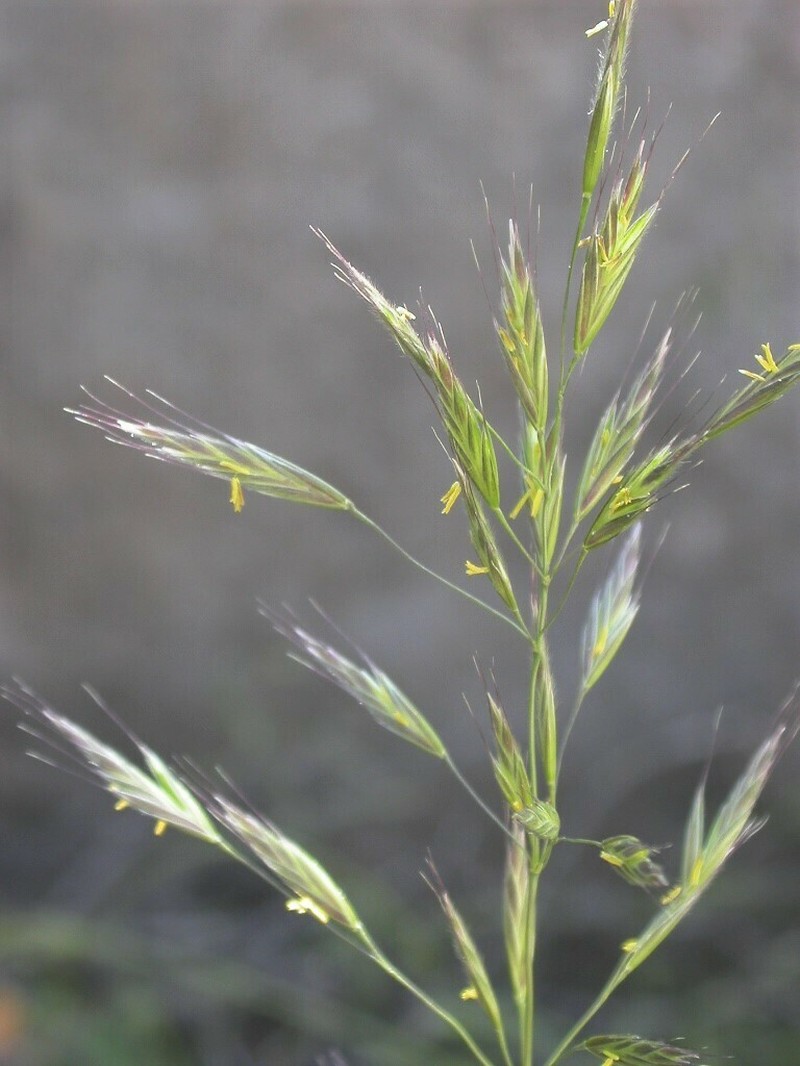 Arizona Brome photo 6