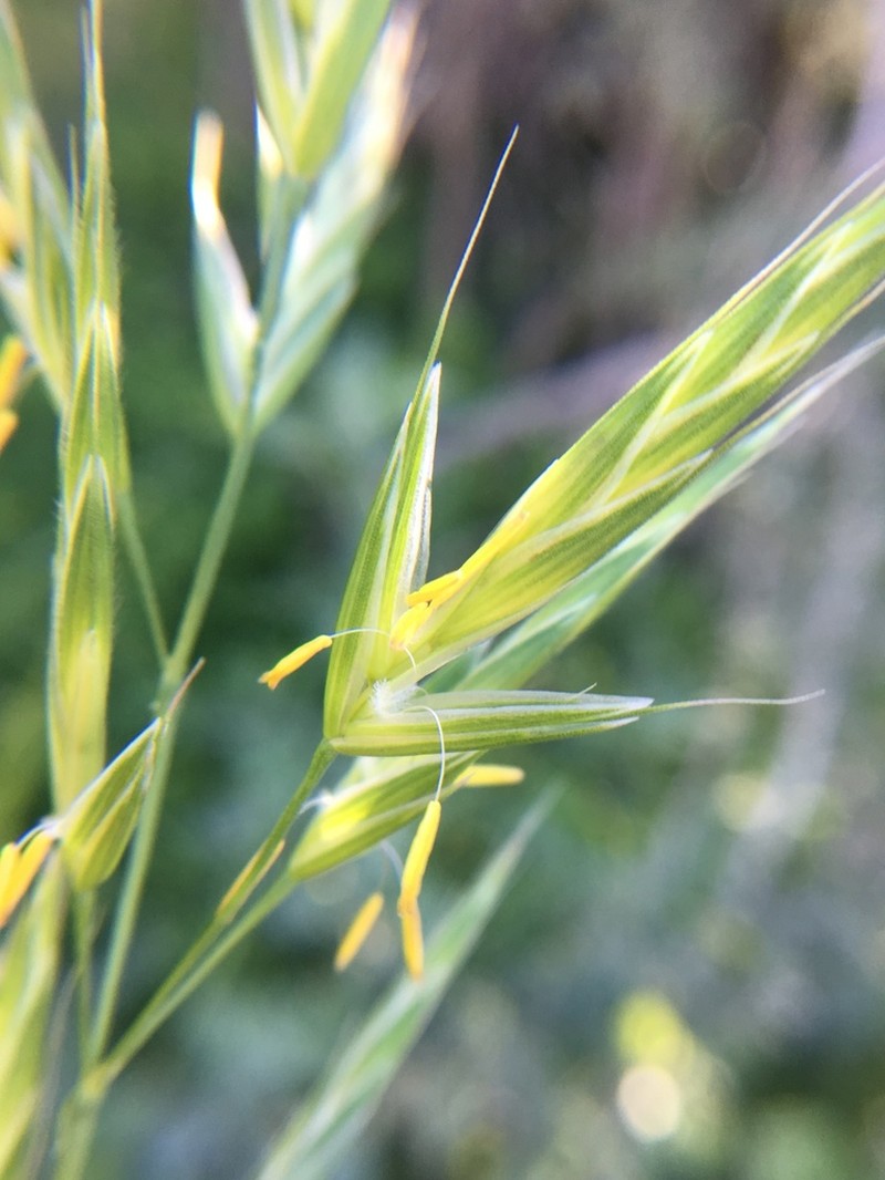 Arizona Brome photo 7