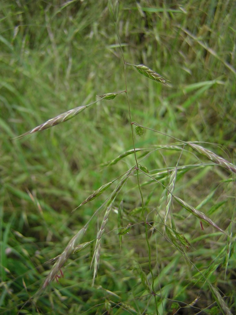 Field Brome photo 2