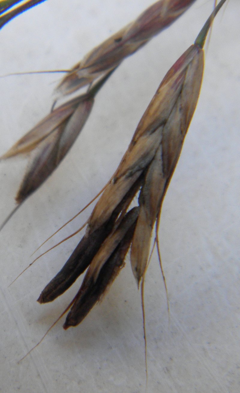 Field Brome photo 3