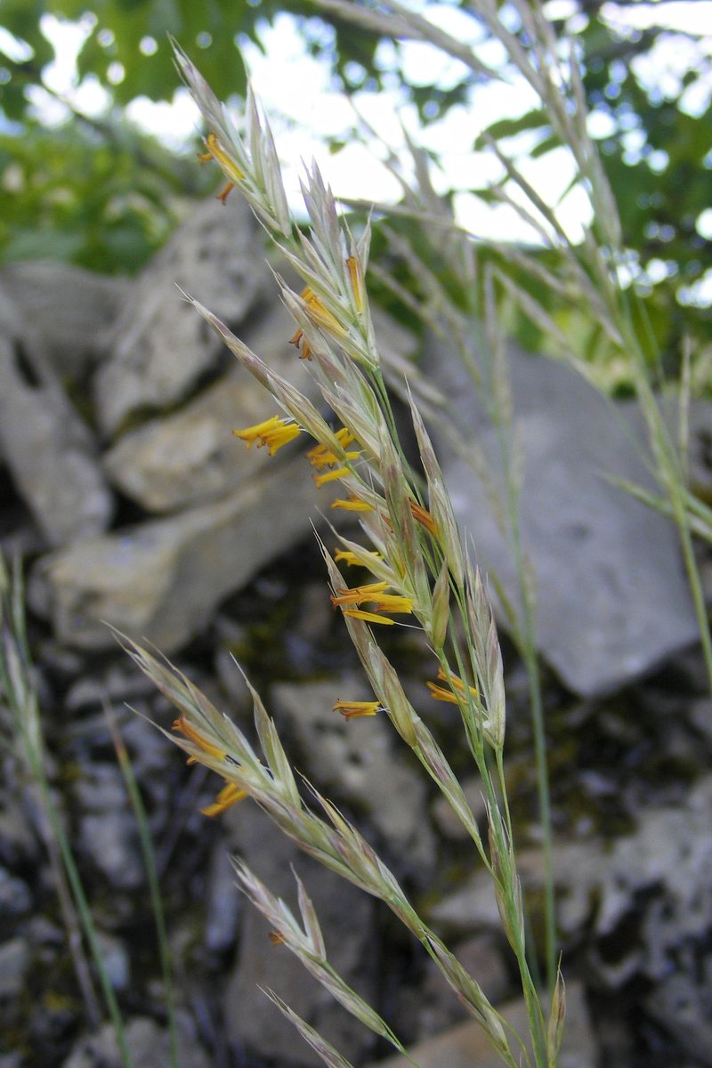 Field Brome photo 4