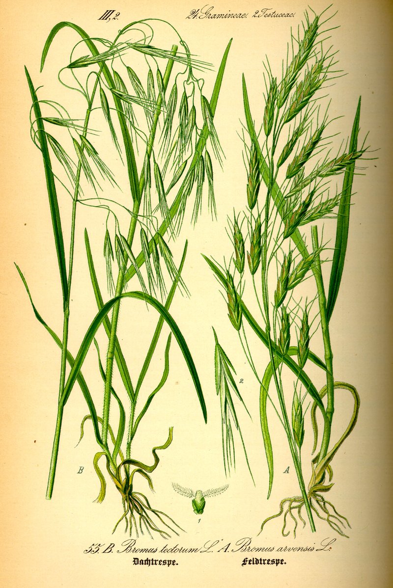 Field Brome photo 5