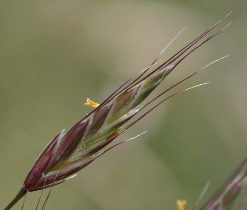 Field Brome photo 6