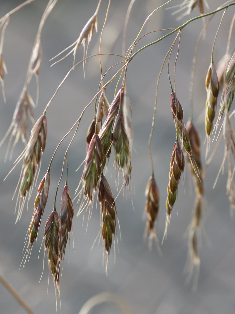 Field Brome photo 7