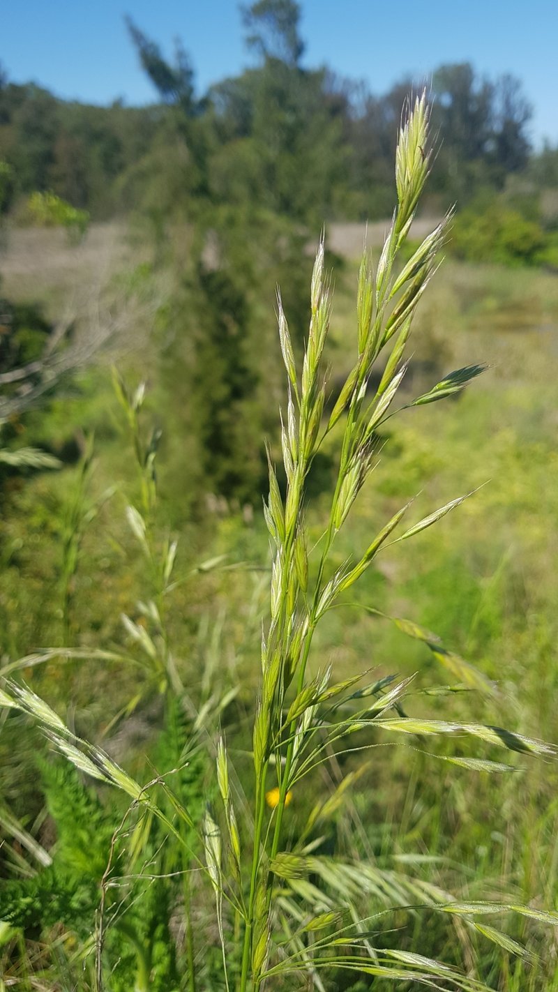 Bromus auleticus