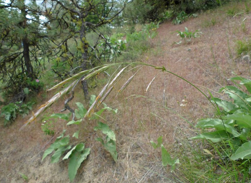 California Brome photo 3