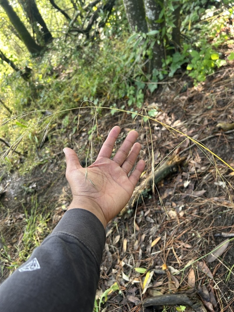 California Brome photo 5