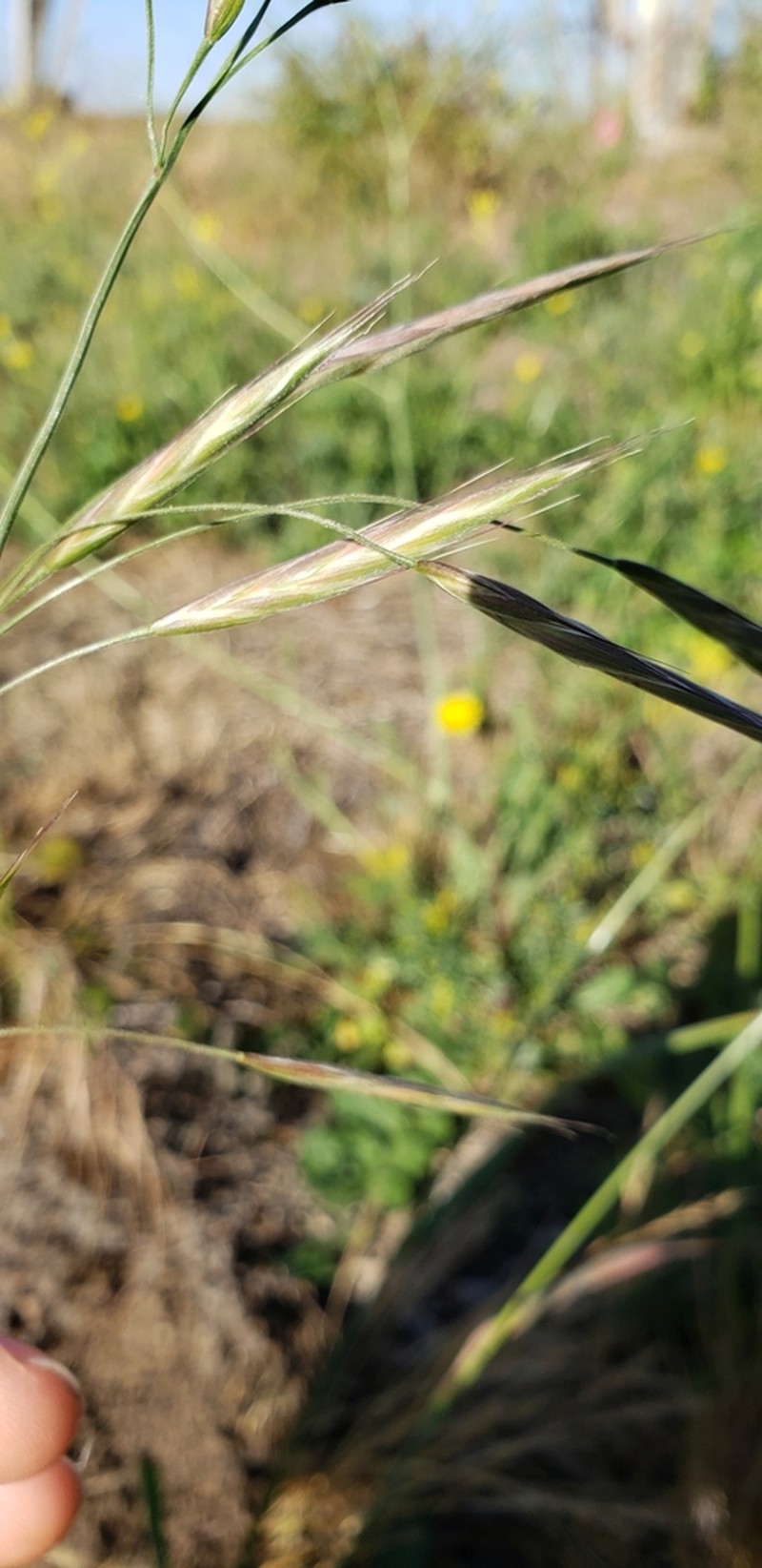 California Brome photo 6