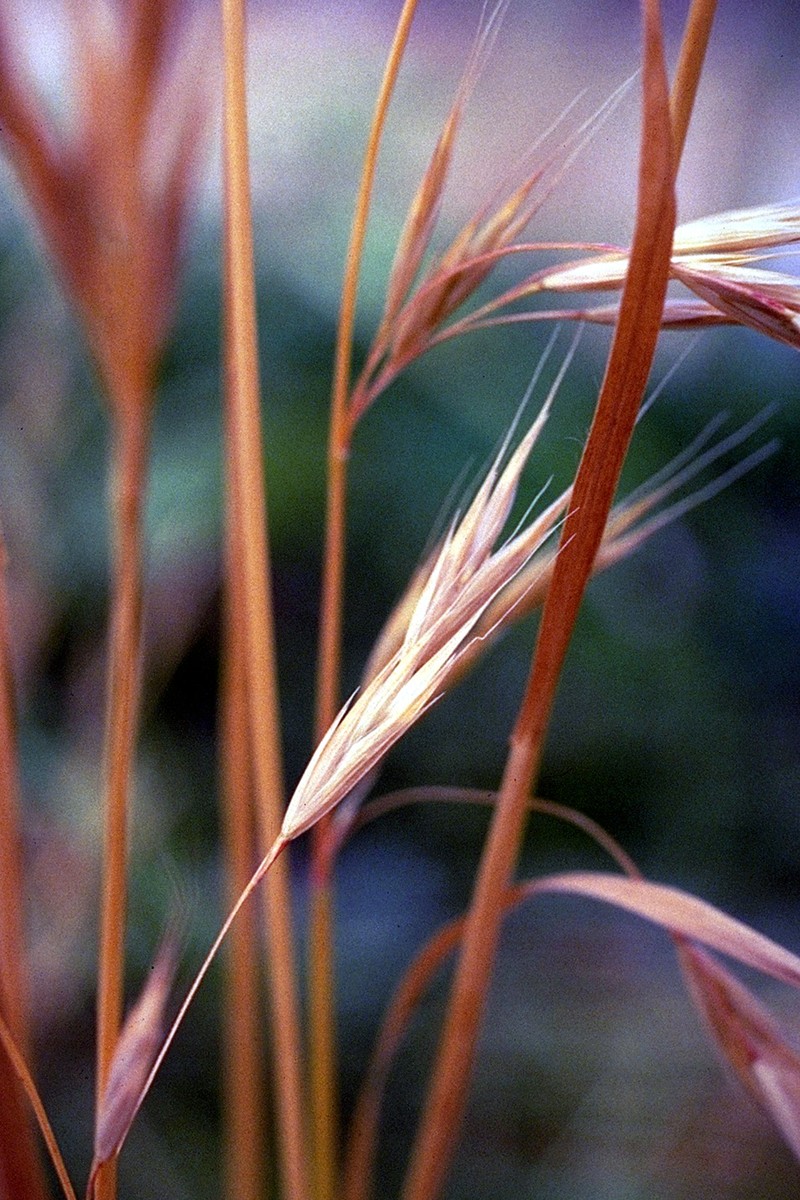 Hoary Brome