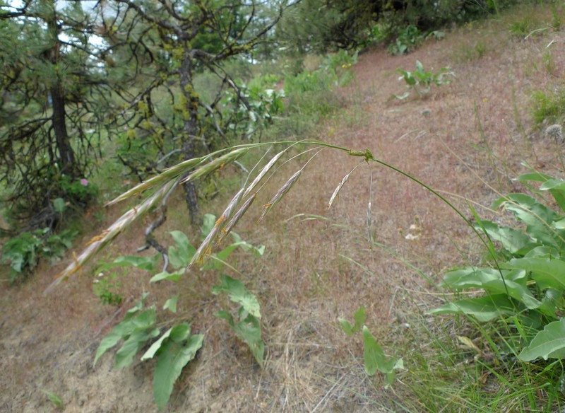 Hoary Brome photo 2