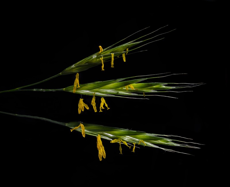 Hoary Brome photo 4