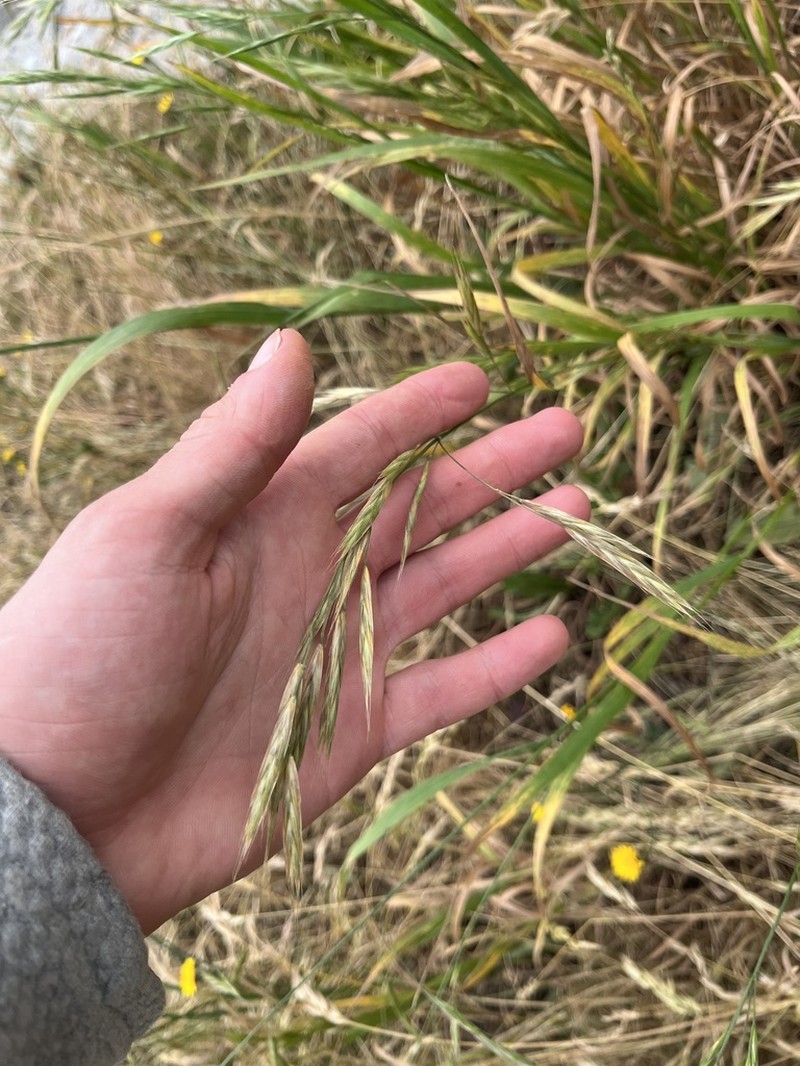 Hoary Brome photo 7