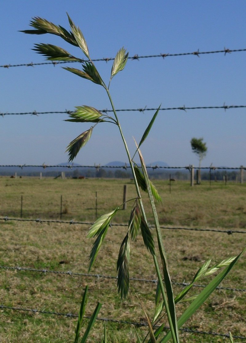 Rescuegrass photo 2