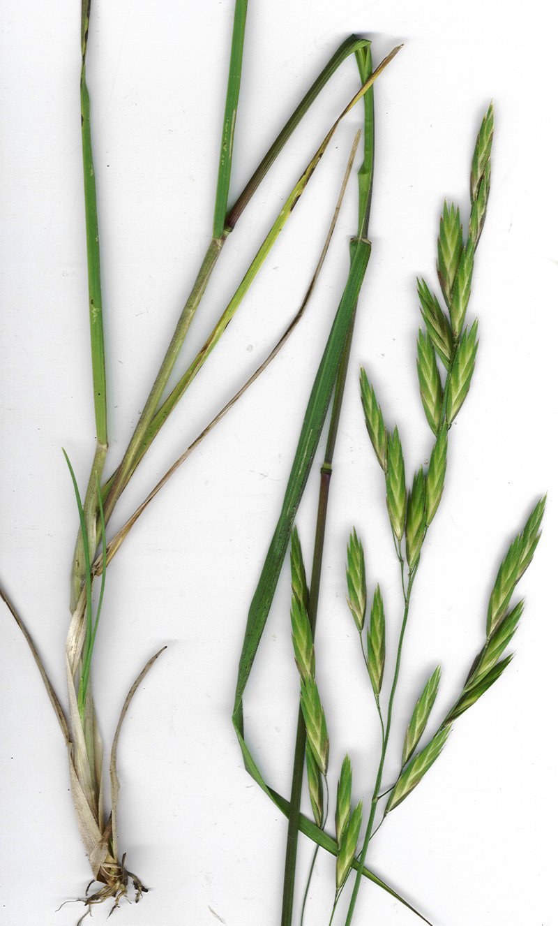 Rescuegrass photo 3