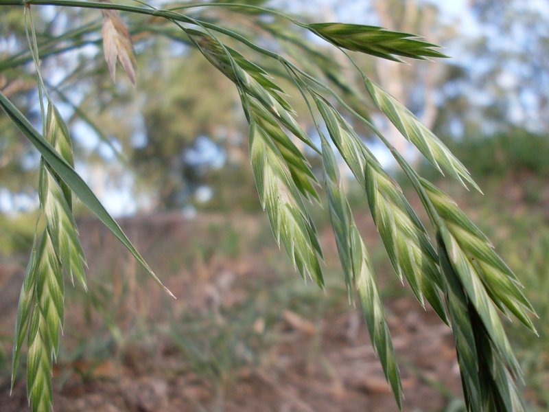 Rescuegrass photo 4