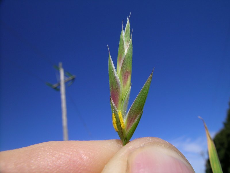 Rescuegrass photo 7