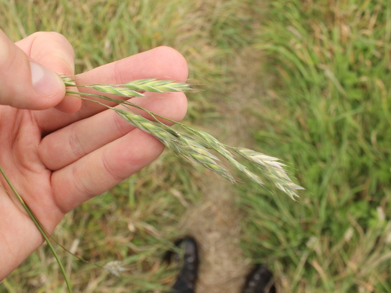 Roadside Brome photo 4