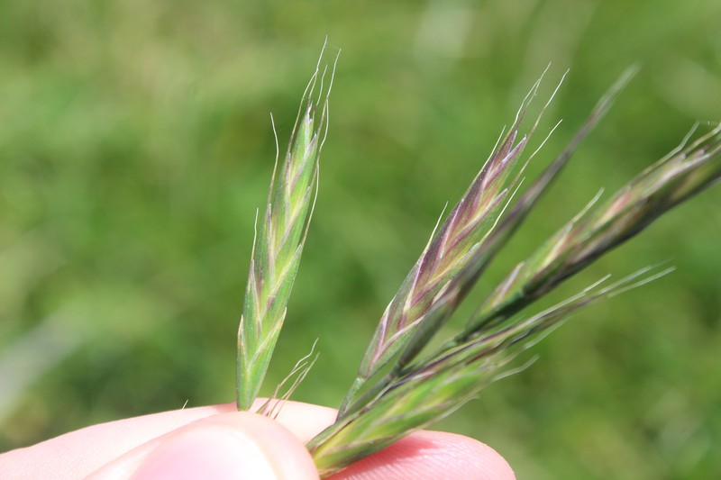 Roadside Brome photo 5